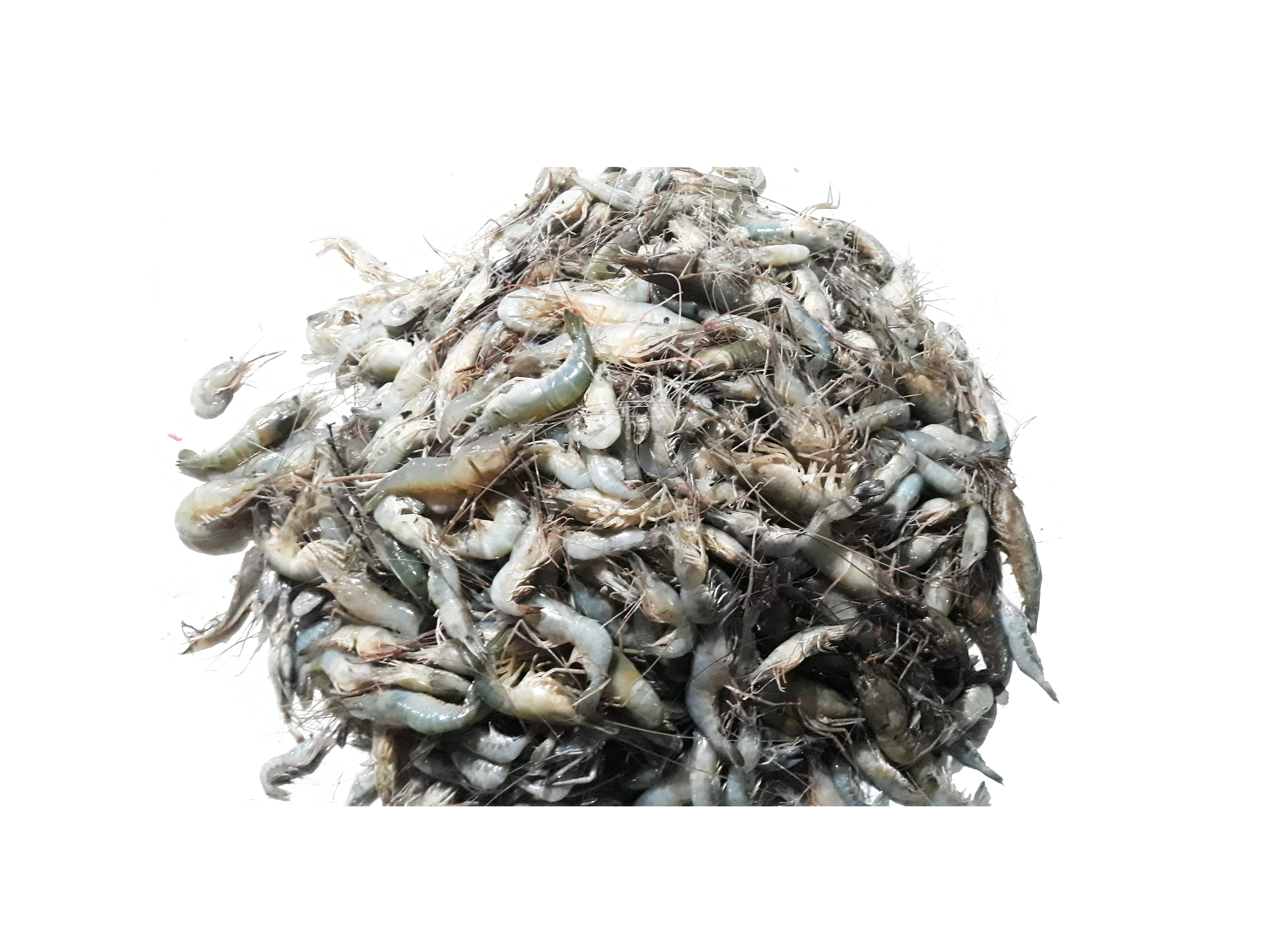 KATHALI CHINGRI 1KG