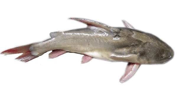 RITHA FISH (BIG) 1 KG