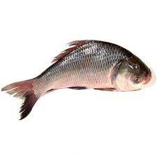 DESHI KATOL FISH (M)