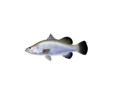 KORAL FISH (MINI)1KG