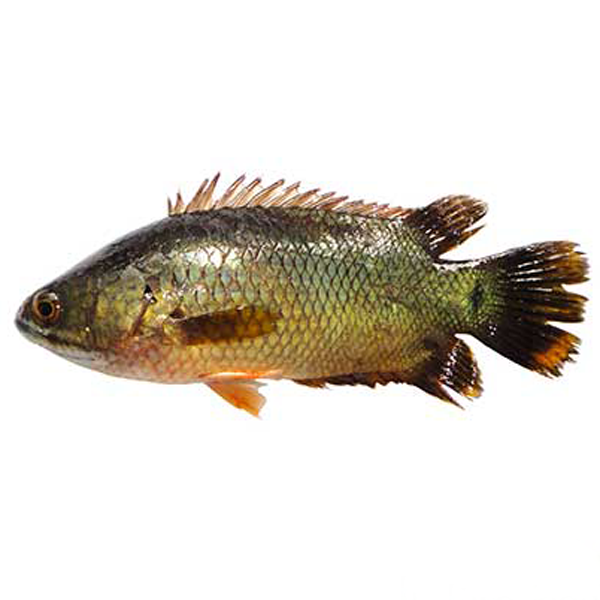 DESHI KOI FISH (BIG) 1KG