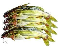 DESHI TENGRA FISH 1 KG (BIG)