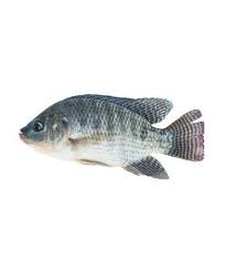 TELAPIA FISH (BIG) 1KG