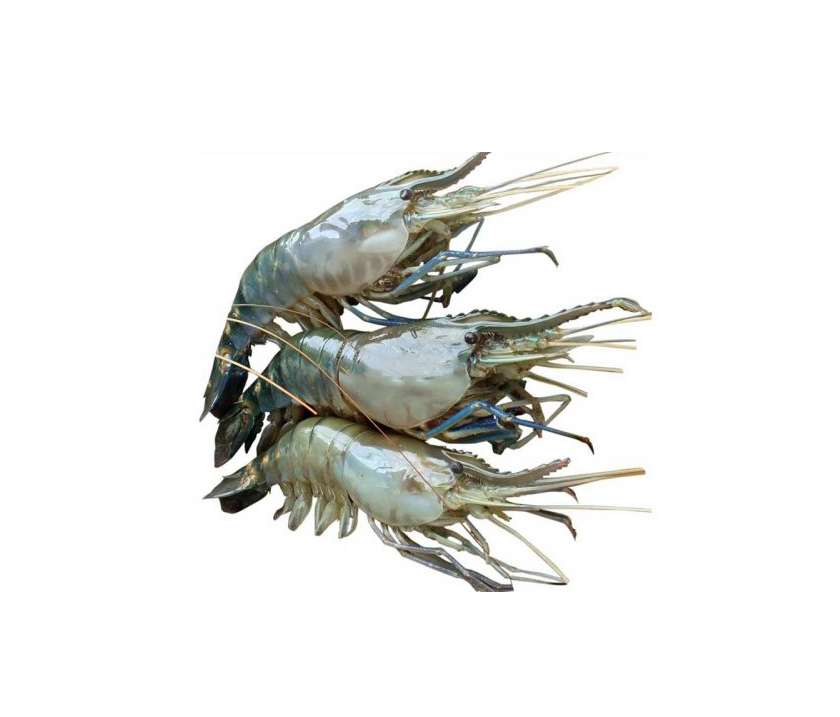 GOLDA CHINGRI BIG 1KG