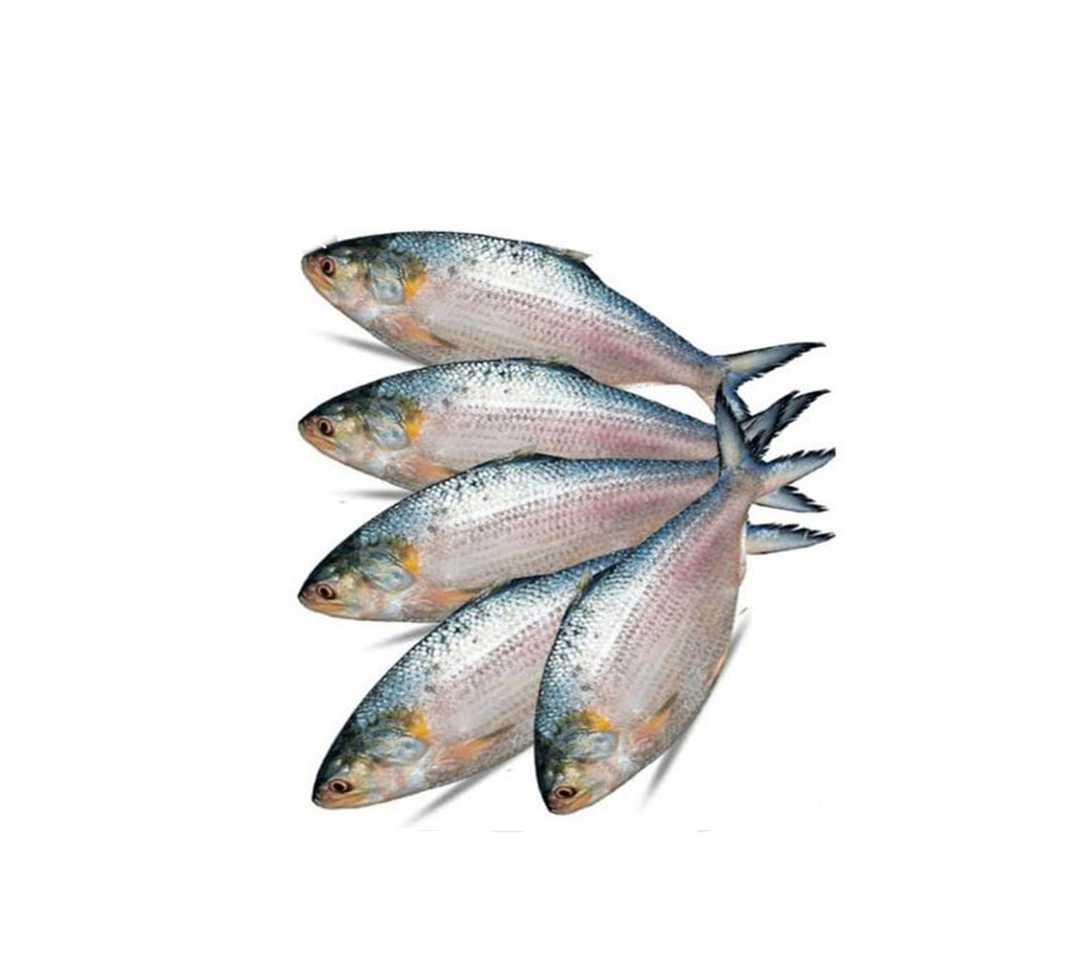 ILISH FISH (BIG) 1kg