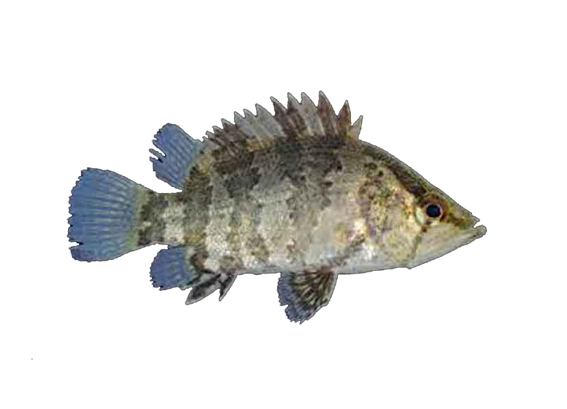MENI FISH 1KG