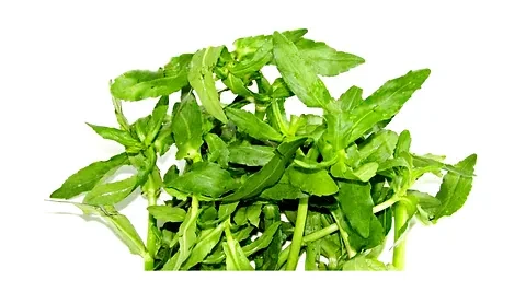 HELECHA SHAAK 1 MUTA