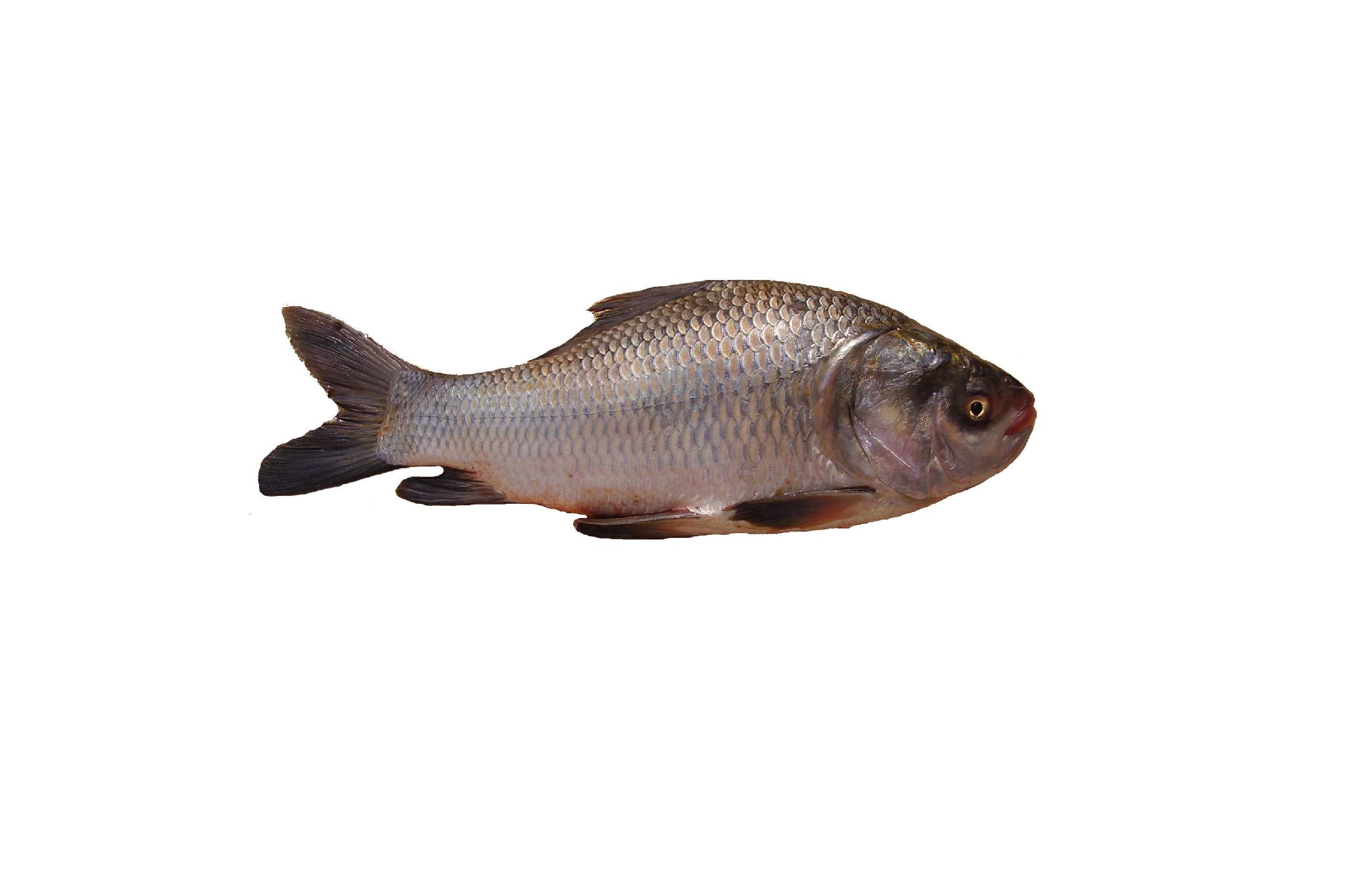CATLA FISH SMALL 1KG