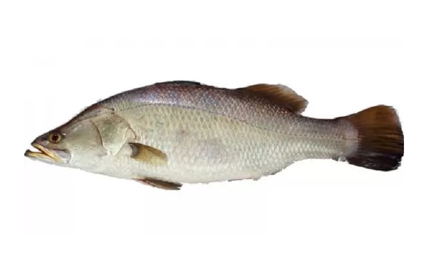 KORAL FISH LAL 1KG