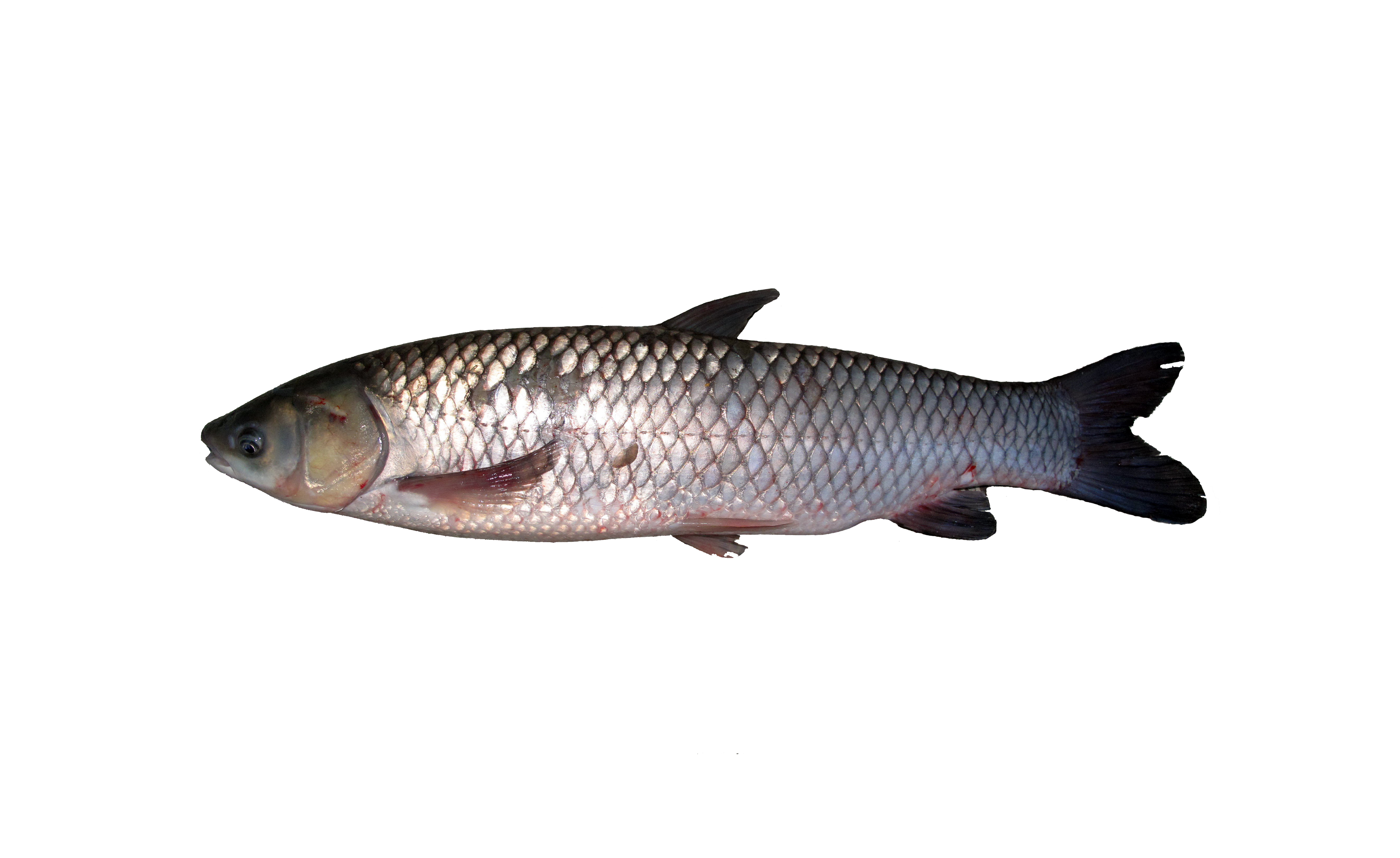 GRASS CARP FISH 1KG