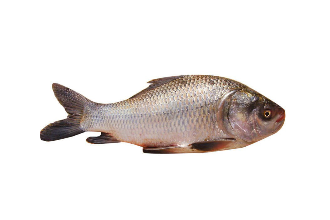 CATLA FISH BIG 1KG