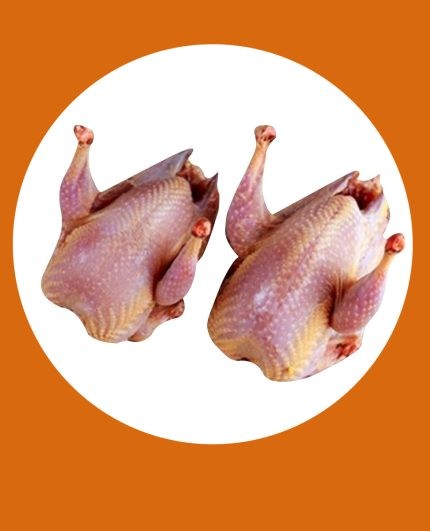 KOEL PAKHI DESHI -PCS